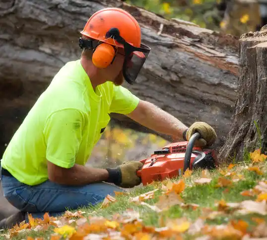 tree services Pinnacle